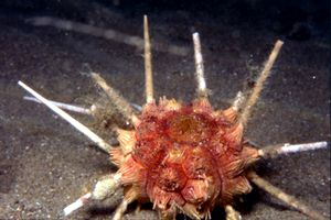  Stylocidaris affinis (Red Urchin)